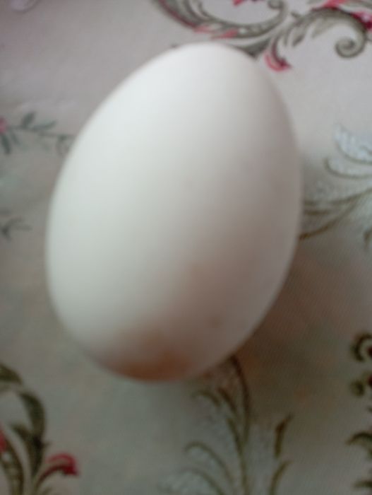 Яйцо гуся свежее