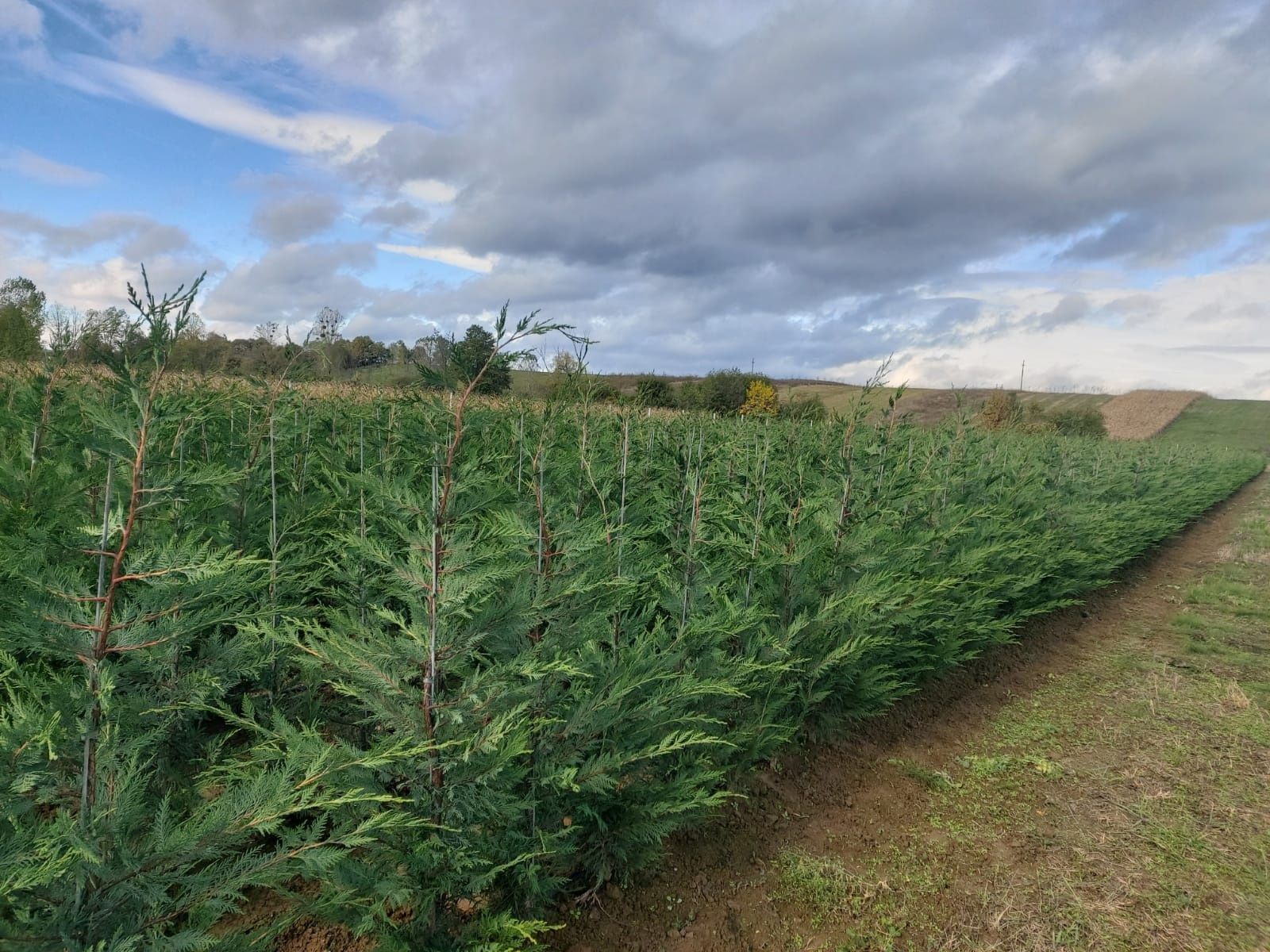 Pepiniera Cristea produce pomi fructiferi și tuya Chiparos Leyland