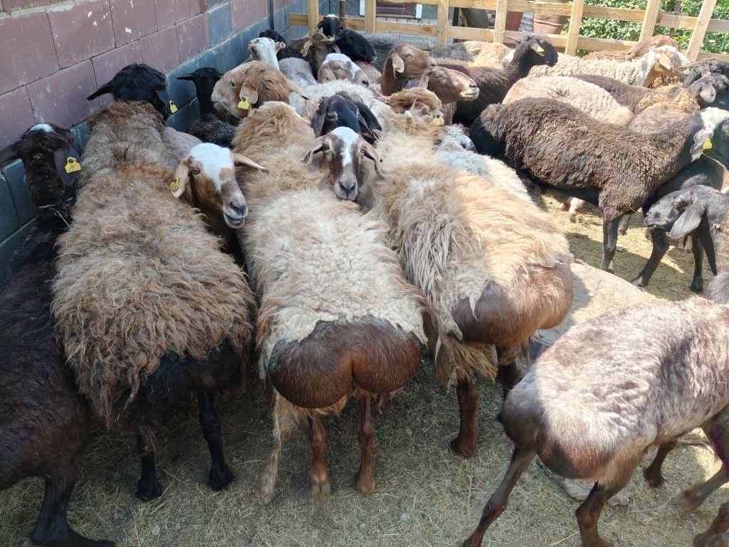 Ассалаумағалейкүм ағайын! Құрбан айтқа қой сатам