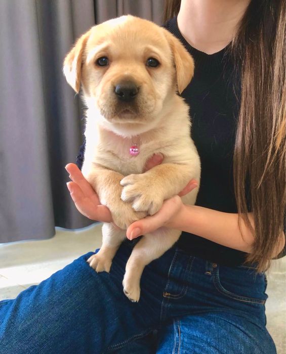 Pui Labrador Retriever cu Pedigree Tip A