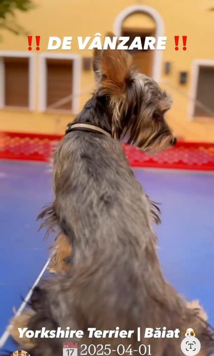 Vând cățel Yorkshire Terrien.