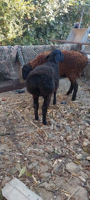 Bugoz quylar sotiladi