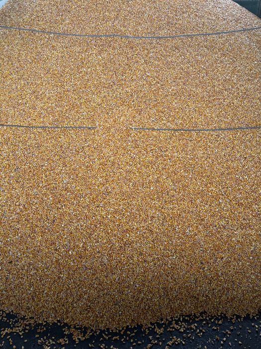 Porumb boabe, recent recoltat,