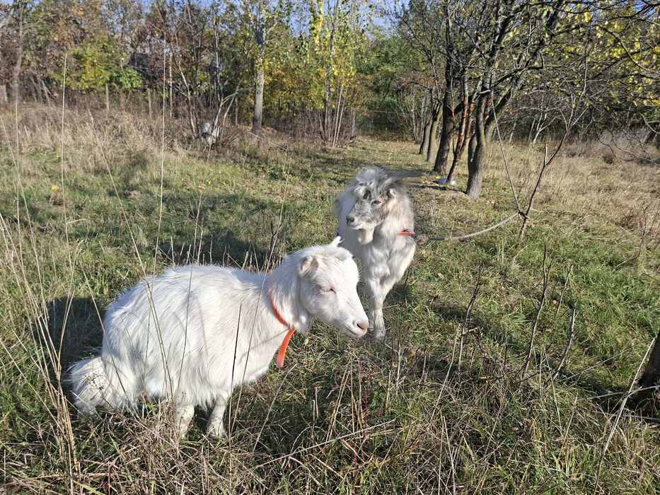 Vând țap și capră cuplu Zara și Massimo