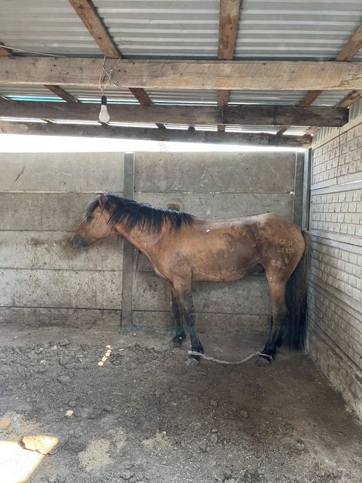 Мұғалжар айғыры сатылады.