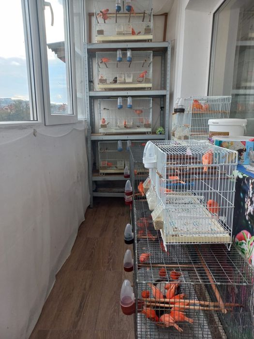 Vând canari gospodăria proprie