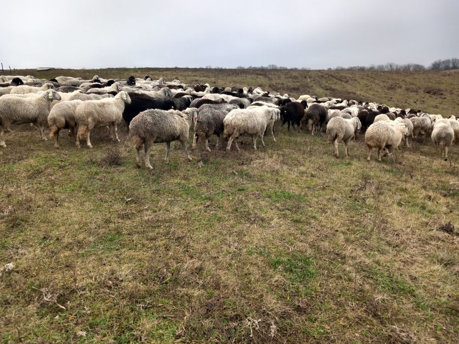 Vând oi karakul de Botosani