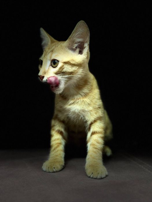 Котенок ему 6 месецов