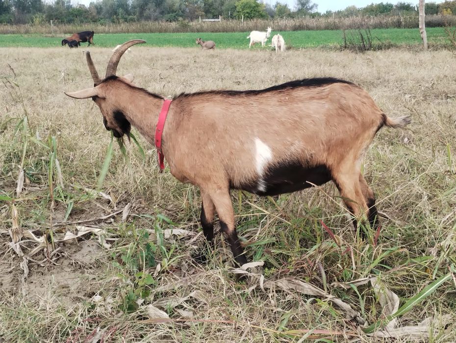 Capra alpina franceza