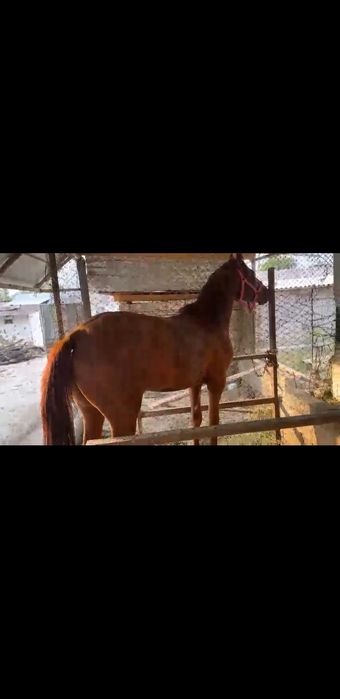 дөнен сатылады жақсы айғырдан