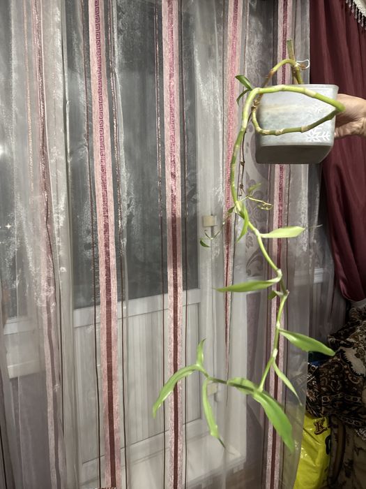 Продаю здоровый Золотой ус (Callisia fragrans).