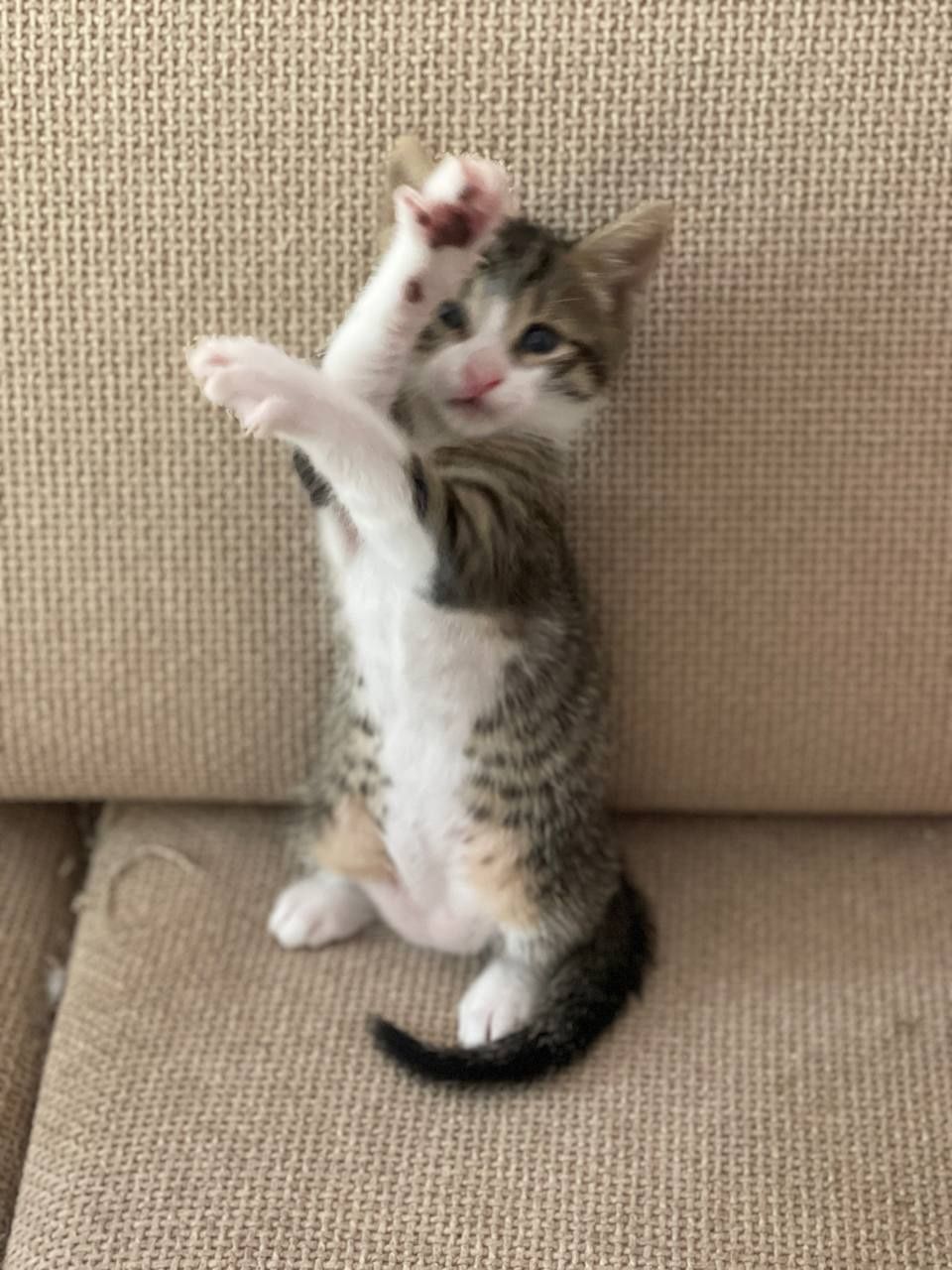 Подарявам котенца