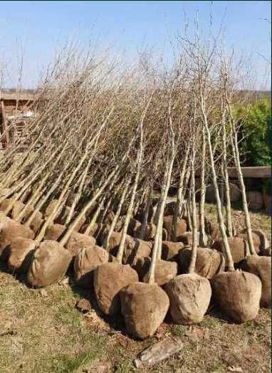 Mesteacan Tei Plante de toamna