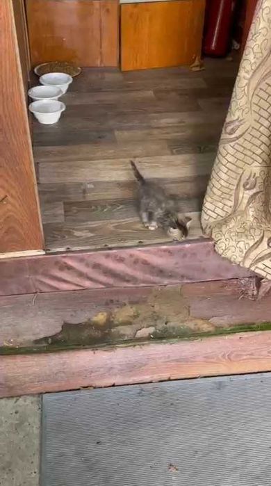 Котятам нужен дом! Срочно!