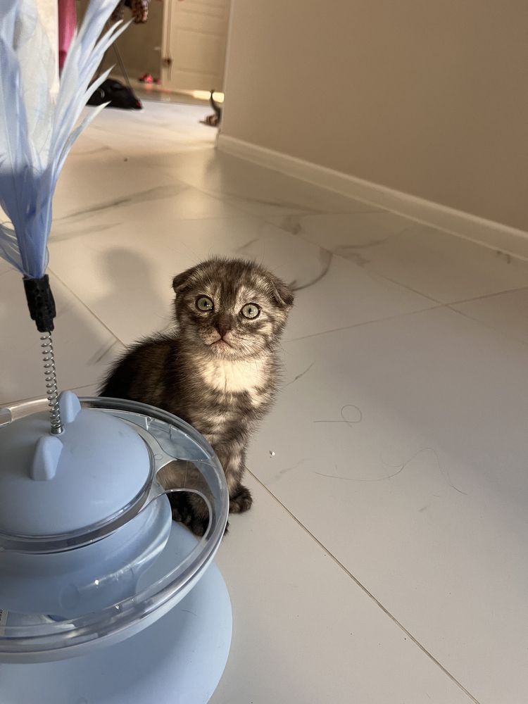 Котята , кошки , кот  . Вислаухие
