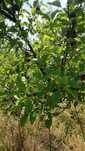 Prune din livada proprie