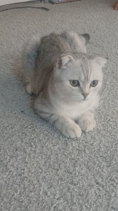 Отдам котенка (6 месяцев)