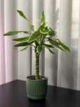 Dracaena "Golden Coast"