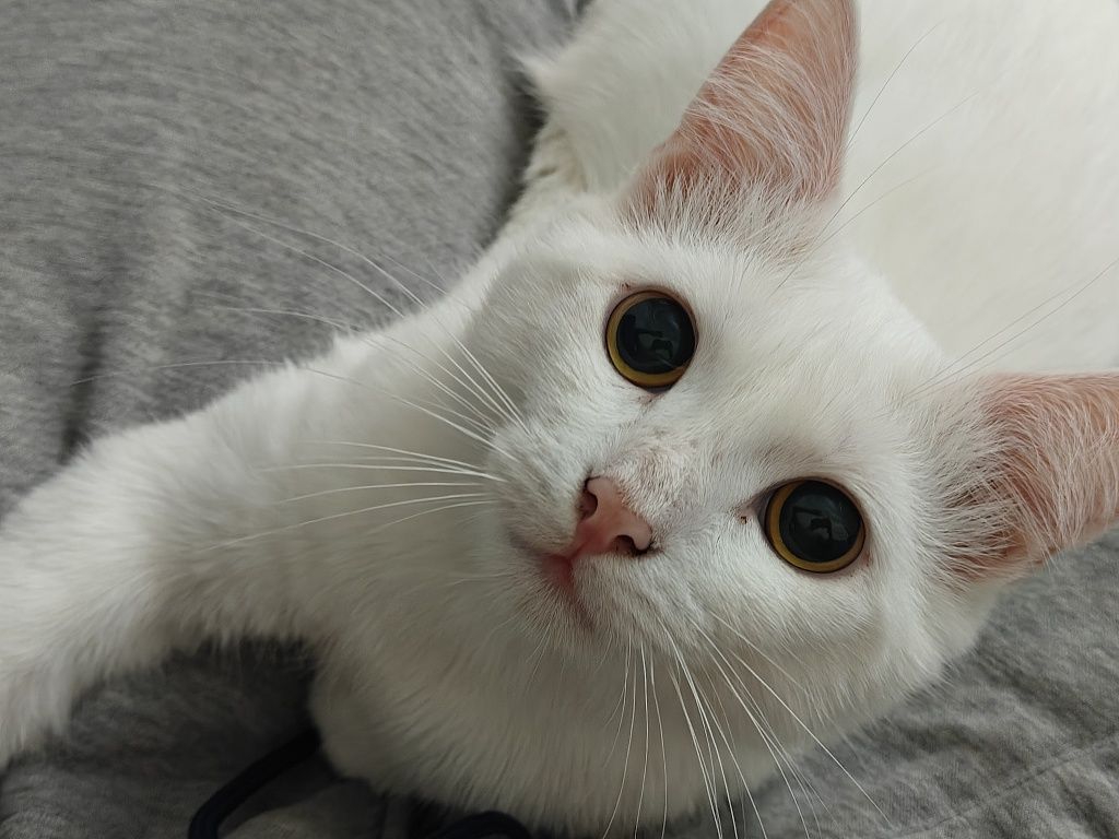 кот белый ласковый