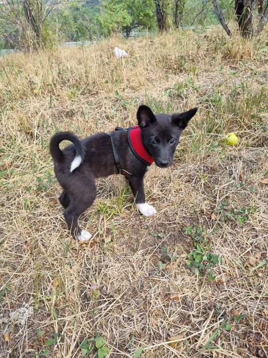 Идеальный пёс ищет семью