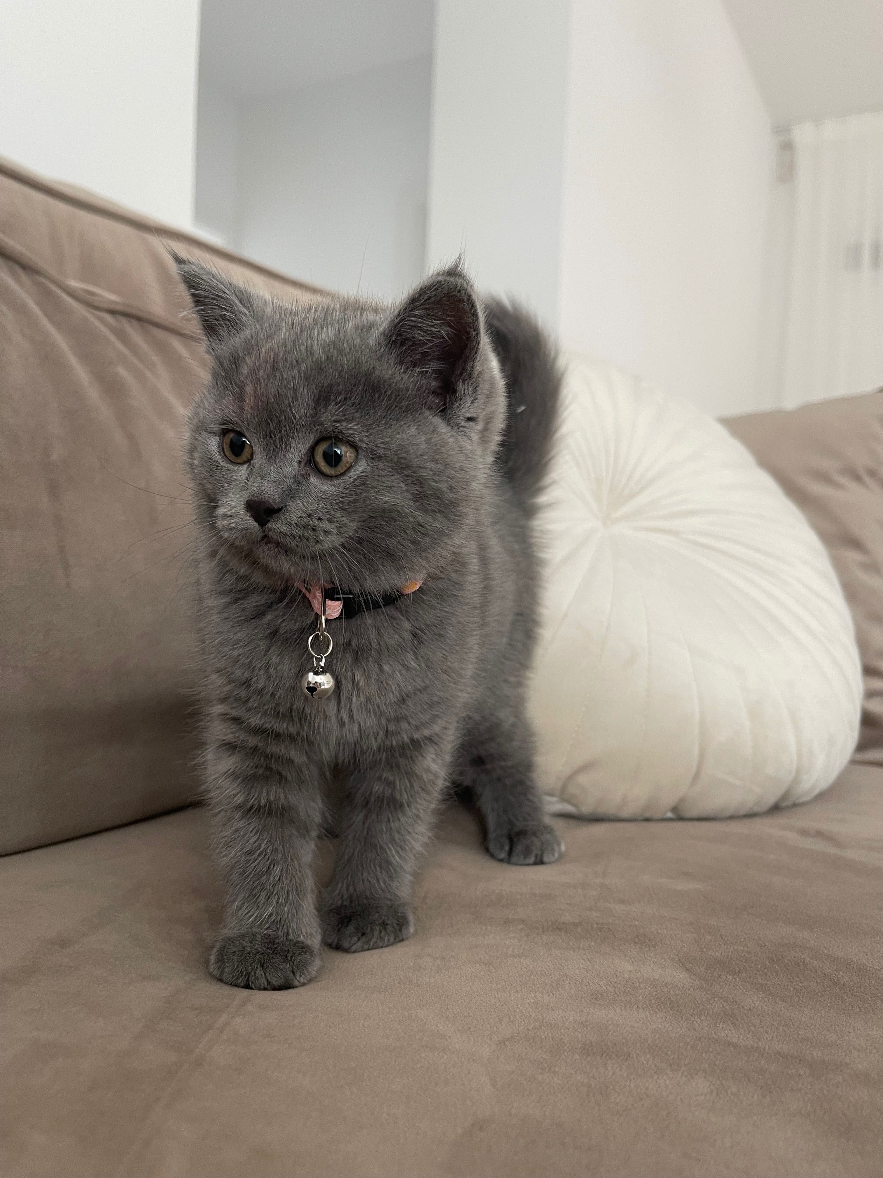 Pui British Shorthair Blue