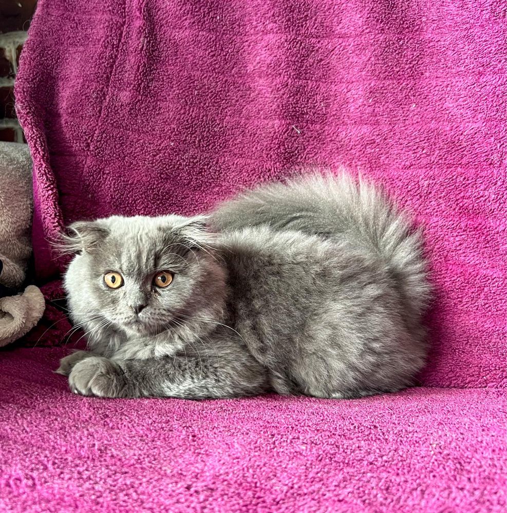 Pisoi Scotish Longhair
