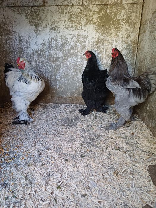 Vand gaini si cocosi brahma!