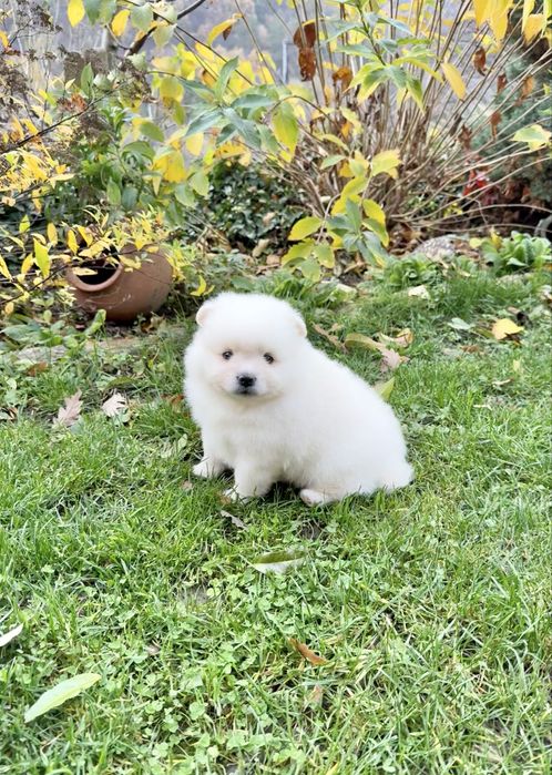 Померан момче със втора ваксина. Померанче