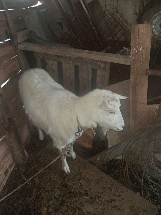 продам коз заненски