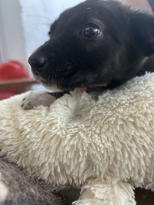 Donez cățelușă de 4 săptămâni