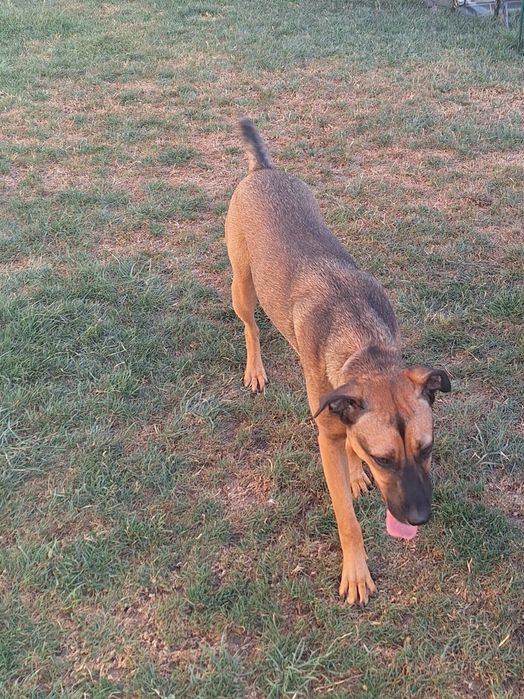 Donez caine - femela