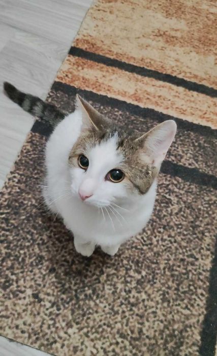 Умный котик ищет дом