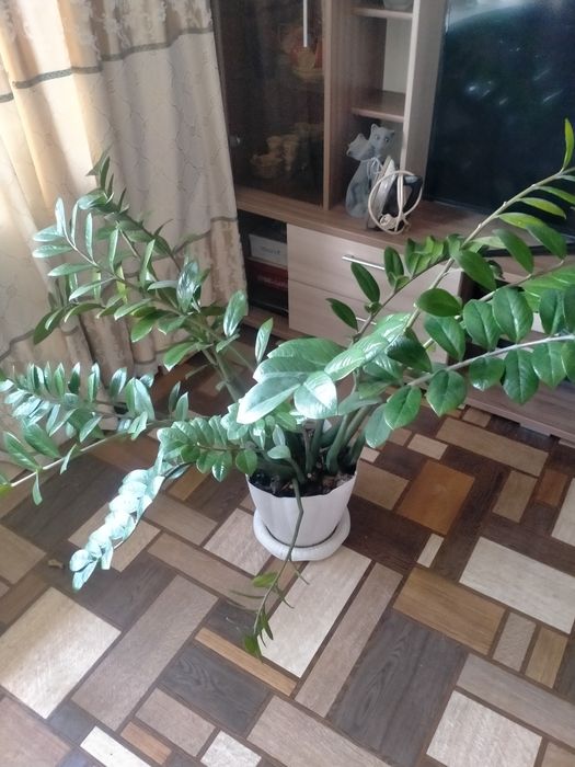 Комнатные растения