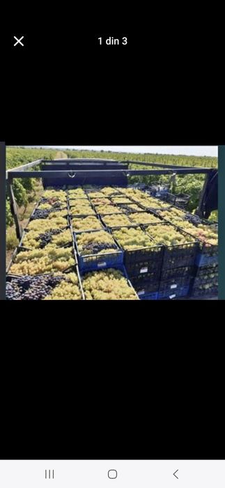 Struguri de vin toate soiurile posibil transport la domiciliu
