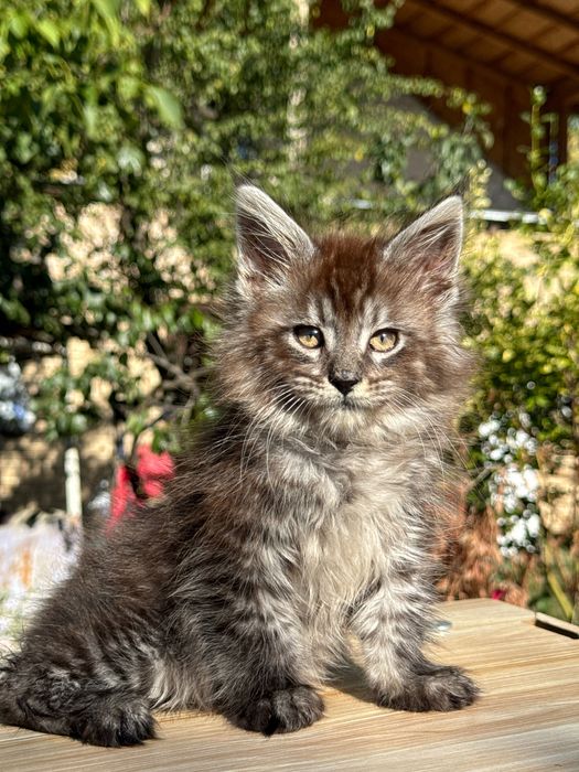 Мейн Куун Maine coon предлага котенца шоу-клас