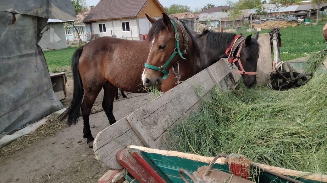 De vânzare 2 cai mama și mânz