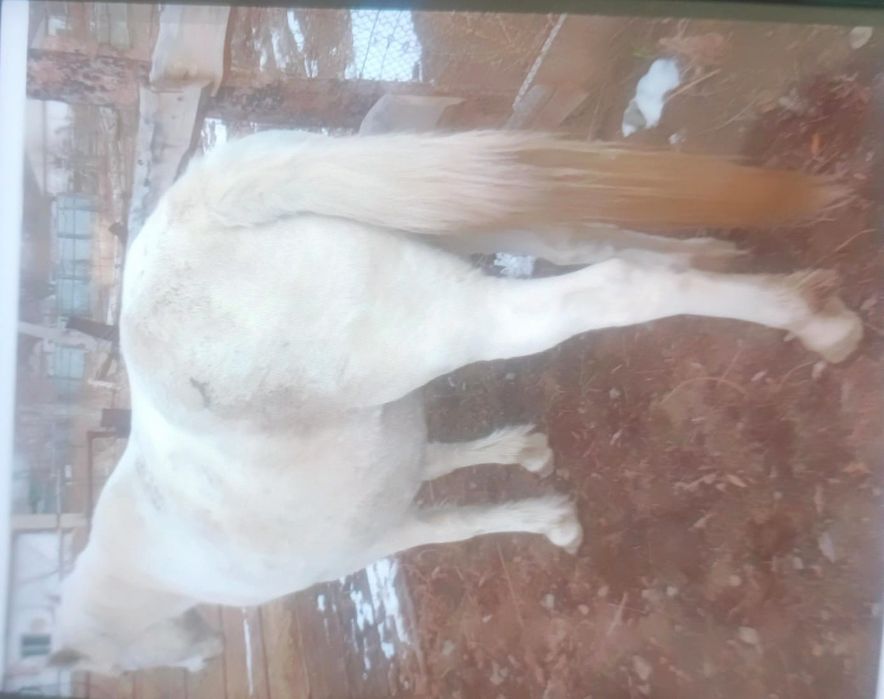 Семыз ту быие сатылады 2 жарым елы қазысы бар