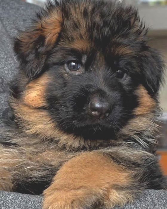 Продам щенка немецкой овчарки