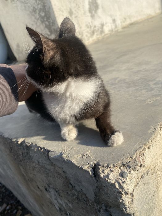 Mushucha hadya qilinad