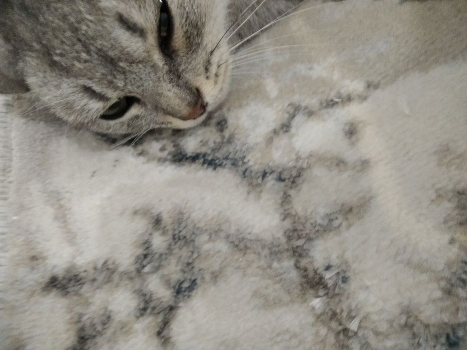 Mushuk narxi 350 ming rangi zor 9 oylik oʻğil bola (mujik)  oq rangi