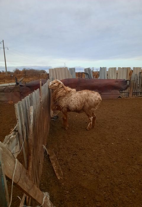 Продам Кошкара на племя