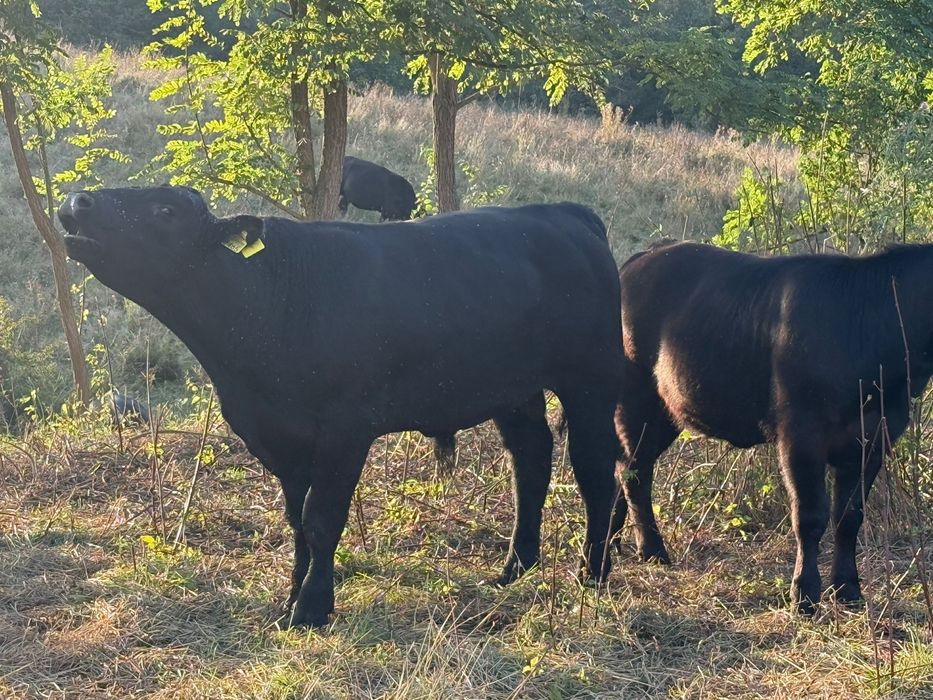 Vand vitei angus