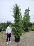Vindem tuia leylandii