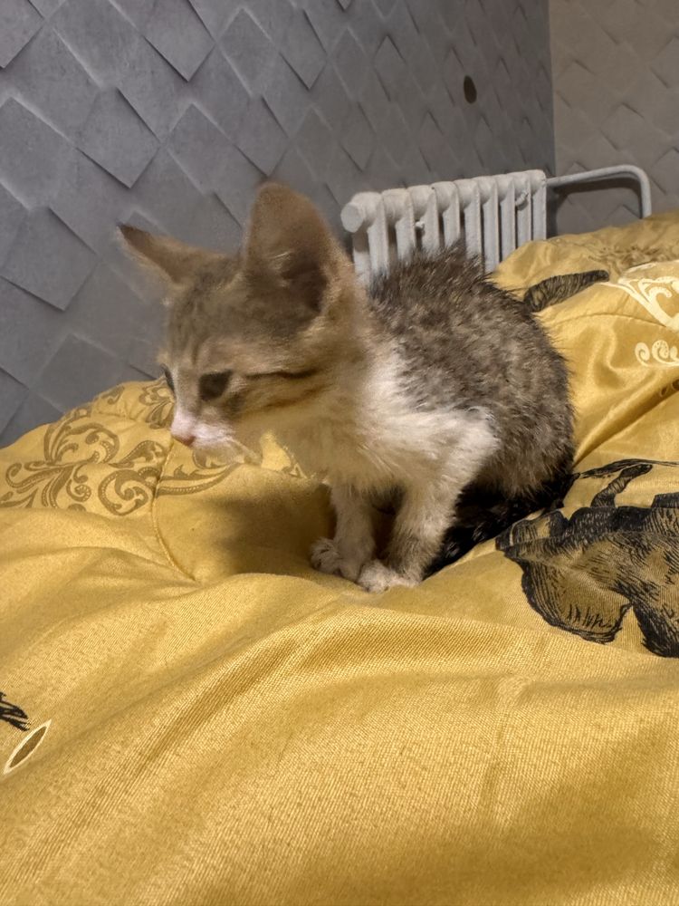 Отлам котенка в доьрые руки