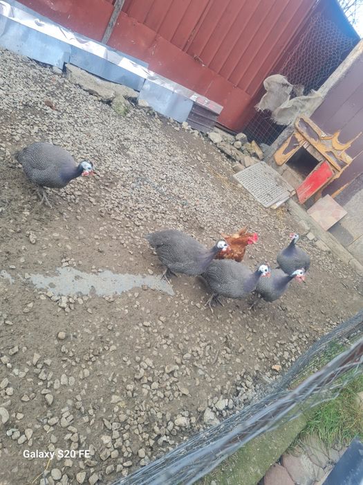 Vând bibilici  2,3. Kilograme