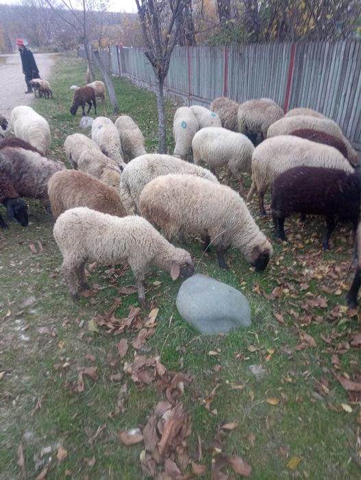 Vand 30 de carlani, 18 mielute si 12 berbecuti