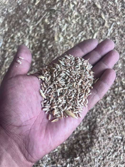 Тритикал сотилади