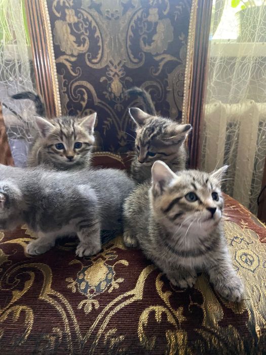 Отдам котят в хорошие руки