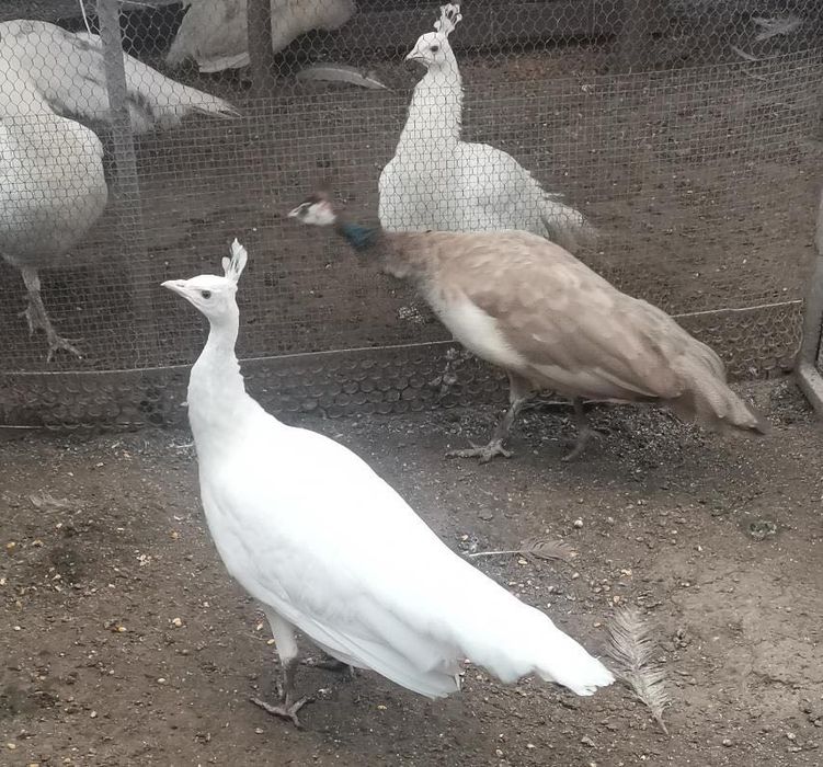 Тригодишни пауни