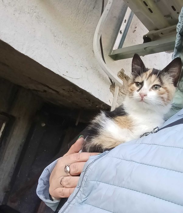 трицветно котенце търси дом